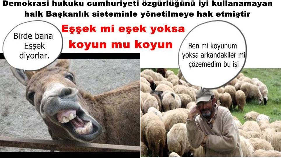 Eşşek mi eşek yoksa koyun mu koyun