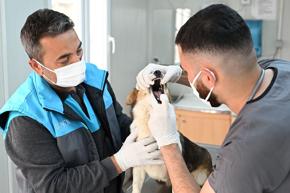 GAZİOSMANPAŞA’DA SOKAK HAYVANLARINA ŞEFKAT ELİ