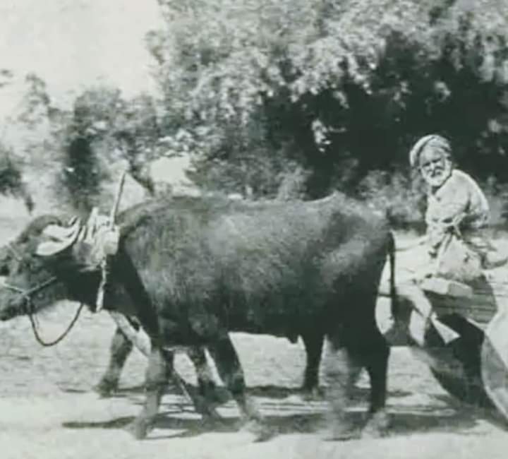 YAVRUSUNU SİNEK KAPMIŞ..GÖRDÜN MÜ ?…