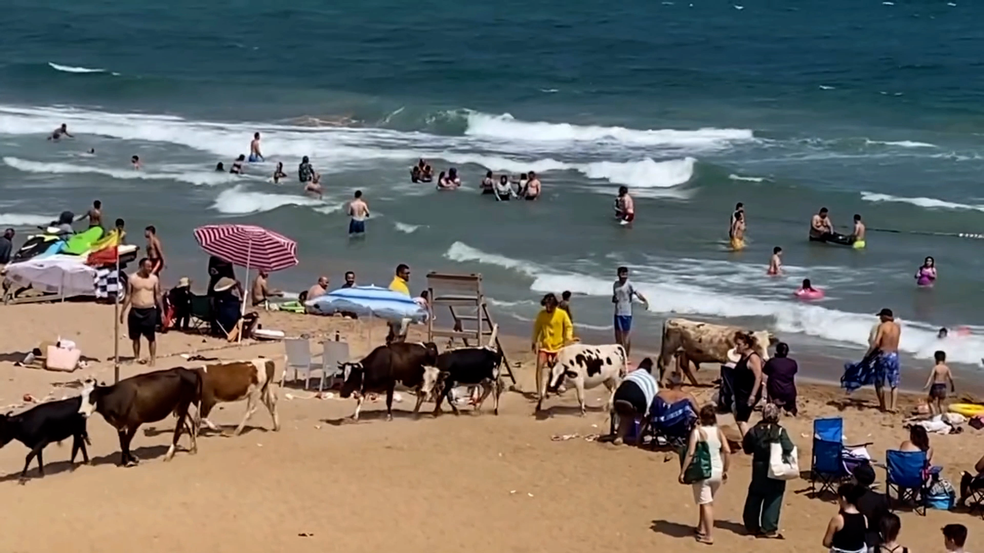 SAHİLİ İNEKLER BASTI