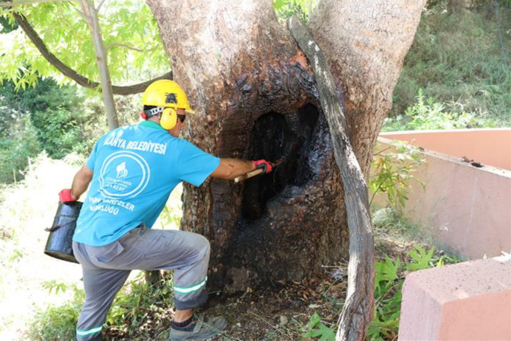 Alanya'da doğa mirası ağaçlara bakım