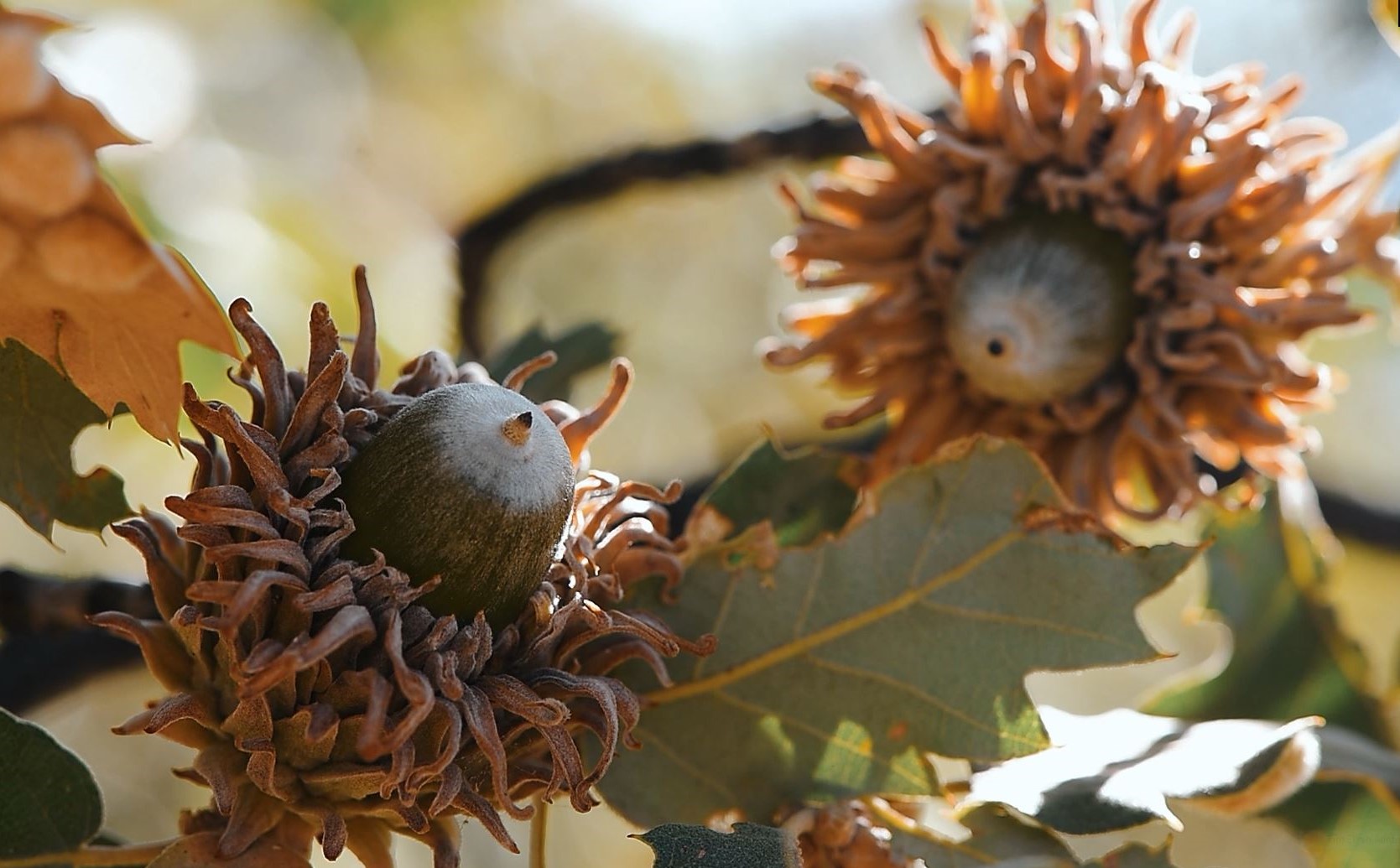 Meşe palamudu ürünü 'valeks' sadece Türkiye'de üretiliyor