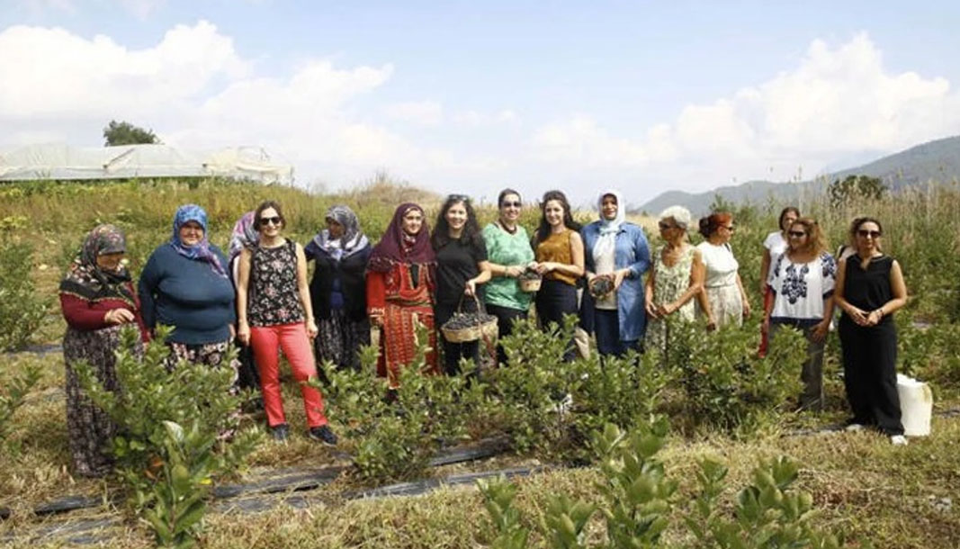 Antalya’da aronya hasadı başladı