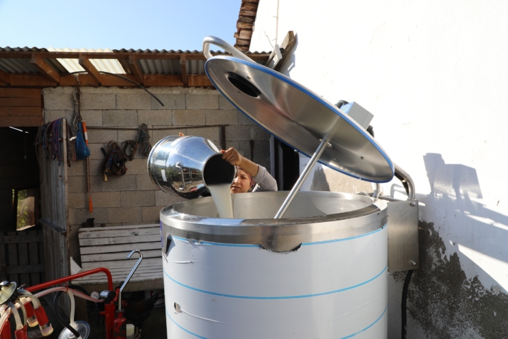 Ordu'dan süt üreticisine destek