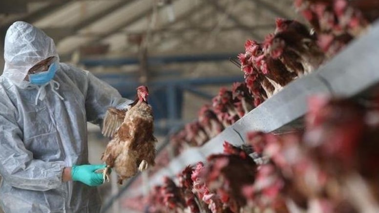 Konya'da kuş gribi vakası: Bakanlıktan açıklama geldi
