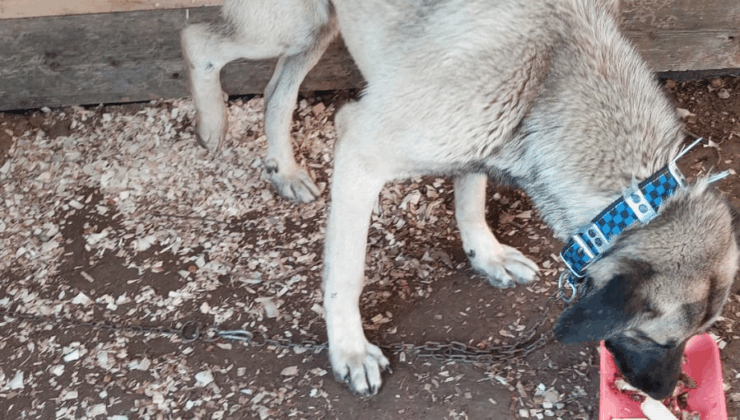 Kıymetli Dostumuz Kayıp: Erdal Daş’ın Köpeği Sofular Köyü’nde Kayboldu!”