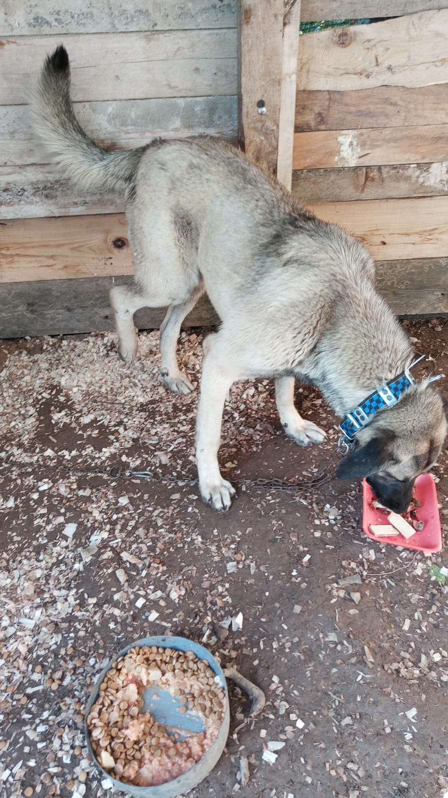 Kıymetli Dostumuz Kayıp: Erdal Daş’ın Köpeği Sofular Köyü’nde Kayboldu!”