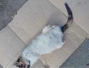 Sultangazi’de büyü yapmak için kedilerin bacakları kesiliyor!