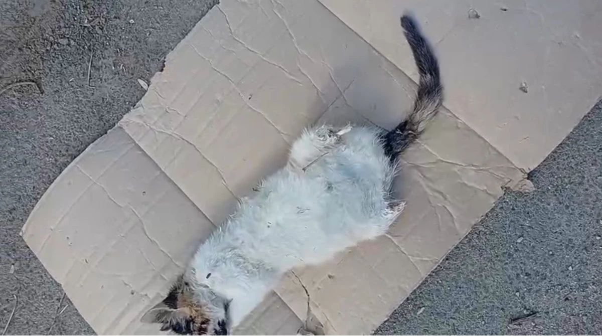 Sultangazi’de büyü yapmak için kedilerin bacakları kesiliyor!