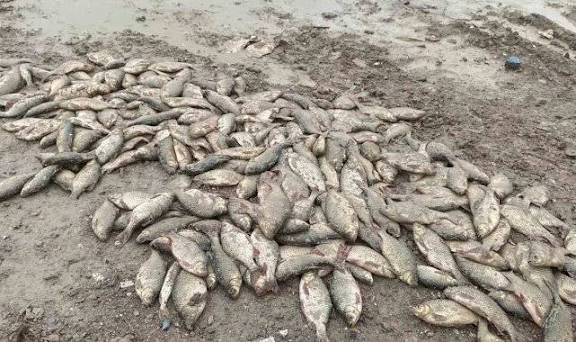 Arnavutköy Mavi Göl Skandalı: İBB’den Balıklar ve Suyla İlgili Şok Açıklama! (Arnavutköy Mavi Göl Scandal: Shocking Statement from İBB About Fish and Water!)