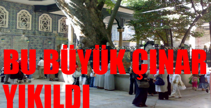 Eyüpsultan Camii Avlusundaki Tarihi Çınar Ağacı Devrildi: 556 Yıllık Dev Miras Yere Yığıldı!