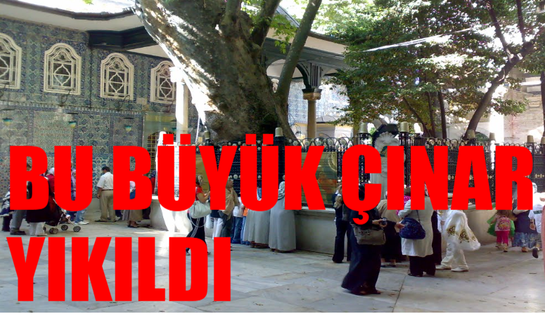 Eyüpsultan Camii Avlusundaki Tarihi Çınar Ağacı Devrildi: 556 Yıllık Dev Miras Yere Yığıldı!