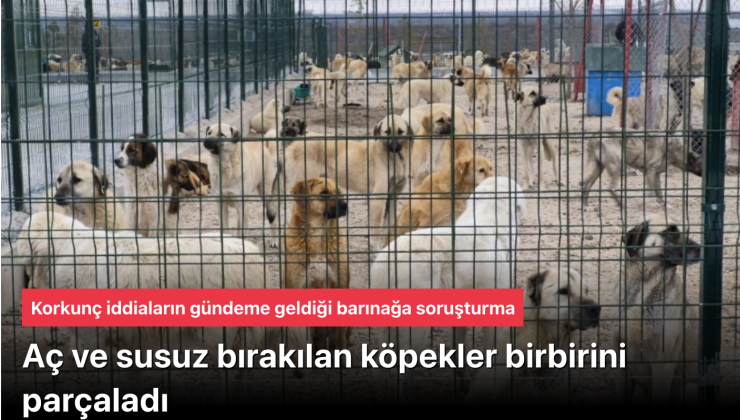 Eskişehir Barınağında Aç Köpekler Birbirini Parçaladı İddiası: Soruşturma Başlatıldı ve Tepkiler Çığ Gibi