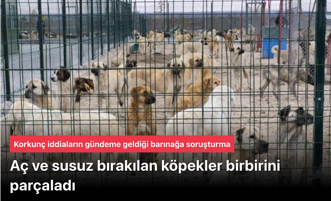 Eskişehir Barınağında Aç Köpekler Birbirini Parçaladı İddiası: Soruşturma Başlatıldı ve Tepkiler Çığ Gibi