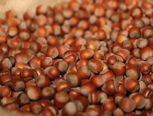 Fındıkta Bayram Öncesi Fiyat Düşüşü: 230 Liradan 210-220 Liraya Geriledi, Bekleten Pişman Oldu!