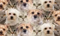 Zeka Testi: Kedi ve Köpeklerin Arasındaki Tek Civciv Nerede?