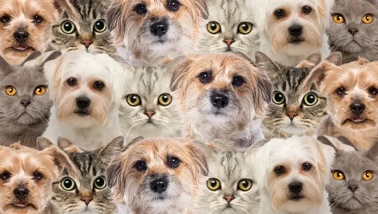 Zeka Testi: Kedi ve Köpeklerin Arasındaki Tek Civciv Nerede?